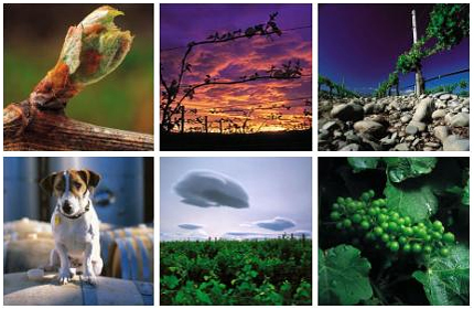 グレイワッキーの醸造家兼写真家、ケヴィン・ジュッドの作品