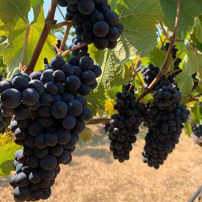 ハーシュ・ヴィンヤーズのブドウ