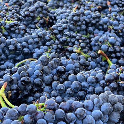 ハーシュ・ヴィンヤーズのブドウ