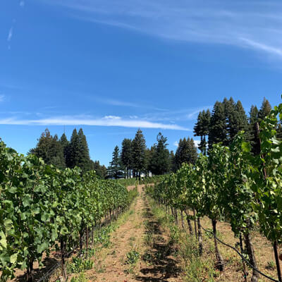 オールドヴィンヤード