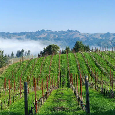 ラッシェンリッジ・ヴィンヤード