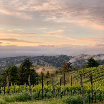 ウエストリッジ・ヴィンヤード