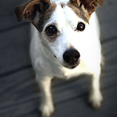 テリア犬のダンテ