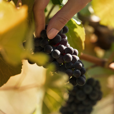 ジェイ ヴィンヤーズ アンド ワイナリーのブドウ