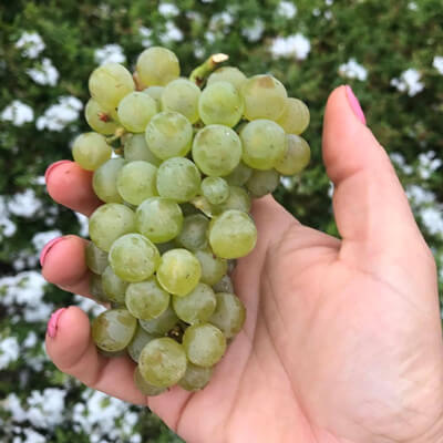 ケラー エステートのシャルドネ