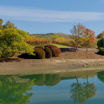 La Cruz Vineyard
