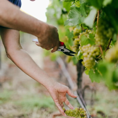 ケンダル・ジャクソンのブドウ畑