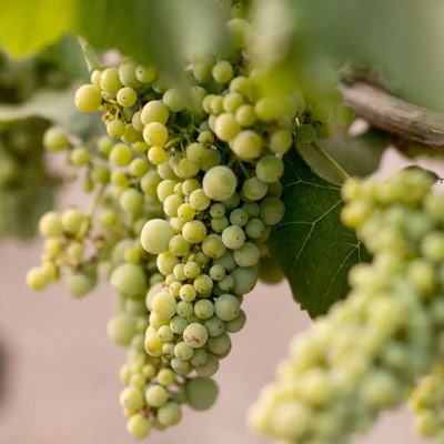 キスラーの創業者スティーヴ・キスラーと現ワインメーカージェイソン・ケスナー