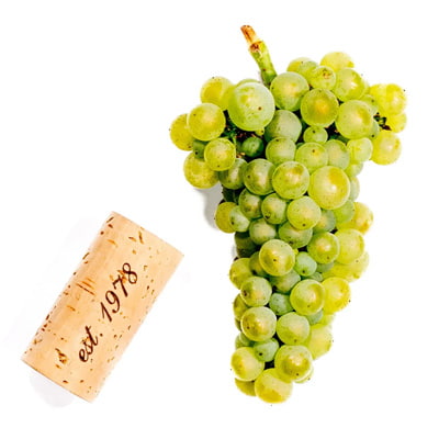 キスラーのシャルドネブドウの房