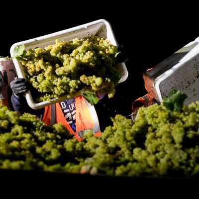 キスラーの収穫風景