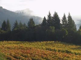 ラジエ　メレディス