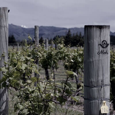 マヒで使用しているブドウ畑