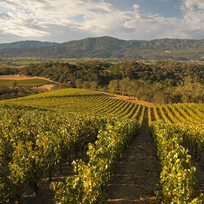 プロファイル・エステート・ヴィンヤード