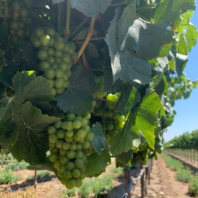 モントーヤのブドウ畑