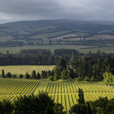 マウントフォードの畑