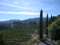 ニュートン　ワイナリー2