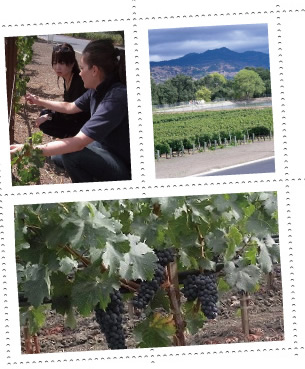 オーパスワンの畑にて