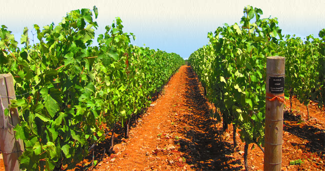 オーヴィッドの畑