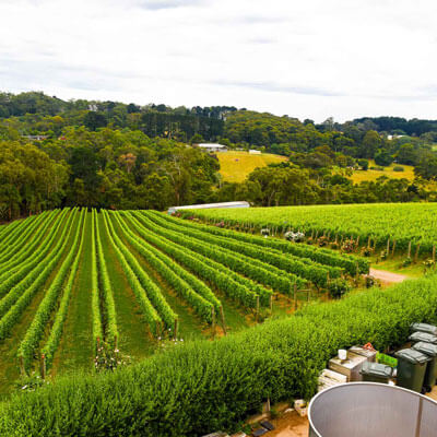 パリンガ・エステートのぶどう畑