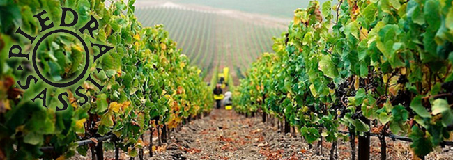 ピエドラサッシ