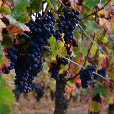 プロヴィダンスのブドウ畑