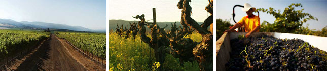 ロバート・モンダヴィのヴィンヤード風景