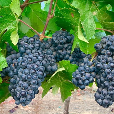 ロキオリで育ったブドウ