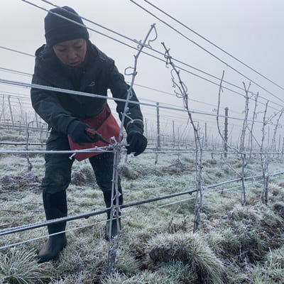 厳しい環境でのブドウ栽培