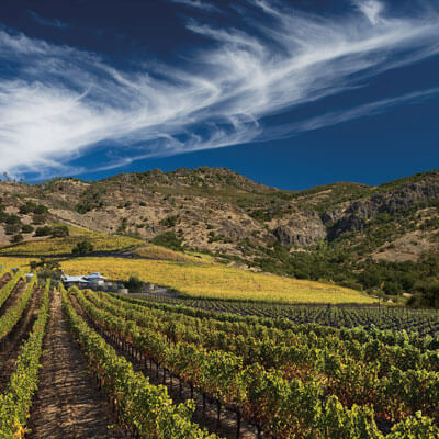 シェーファー ヴィンヤーズの畑