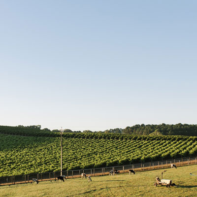 バルハンナ・ヴィンヤード