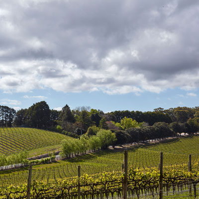 レンズウッド・ヴィンヤード