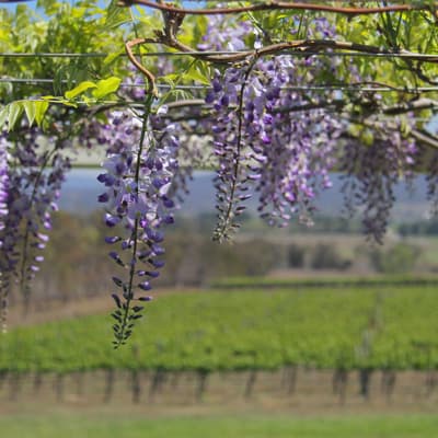 スモール・フォレストに咲く藤の花
