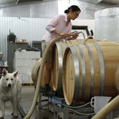 醸造中のアツコ・ラドクリフ（小林敦子さん）