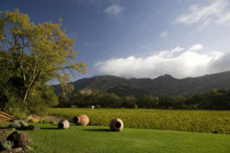 スタッグスリープ ワインセラーズのブドウ畑風景1