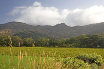 スタッグスリープ ワインセラーズのブドウ畑風景2