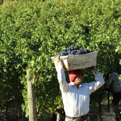 トレフェッセンの収穫風景