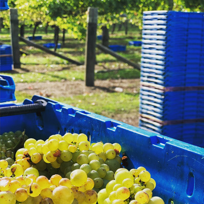 トゥー リバーズに使用するブドウ