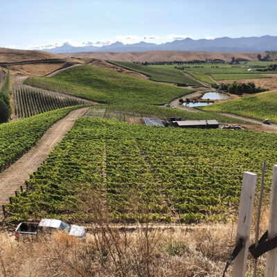 トゥー リバーズの自社畑Brookby Hill Vineyard