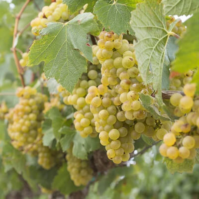 ウェンテ・シャルドネ